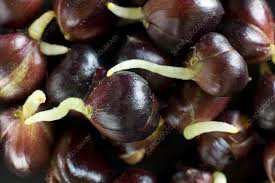 Attēlu rezultāti vaicājumam “Lilium lancifolium bud”