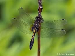 Attēlu rezultāti vaicājumam “Leucorrhinia caudalis”