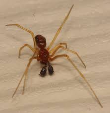 Attēlu rezultāti vaicājumam “Neottiura bimaculata female”