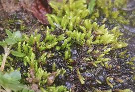 Attēlu rezultāti vaicājumam “Philonotis”