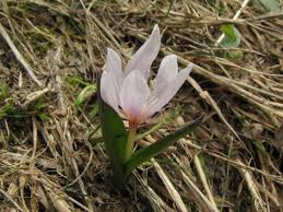 Attēlu rezultāti vaicājumam “Colchicum szovitsii subsp. szovitsii”