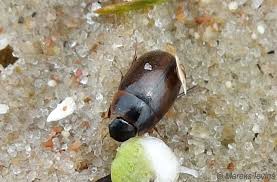 Attēlu rezultāti vaicājumam “Enochrus affinis”