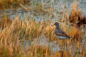 Image result for Tringa melanoleuca