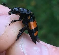 Attēlu rezultāti vaicājumam “Nicrophorus vespilloides”