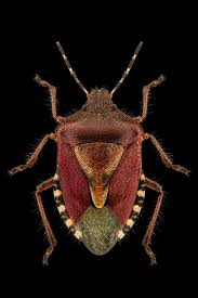 Attēlu rezultāti vaicājumam “Dolycoris baccarum”