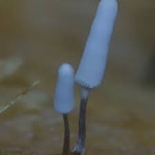 Attēlu rezultāti vaicājumam “Arcyria cinerea”