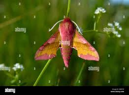 Attēlu rezultāti vaicājumam “Deilephila porcellus”