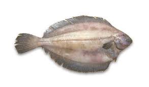 Image result for Glyptocephalus cynoglossus