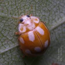 Attēlu rezultāti vaicājumam “Calvia decemguttata larva”
