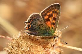 Attēlu rezultāti vaicājumam “Lycaeniinae”