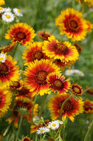 Image result for Gaillardia pulchella