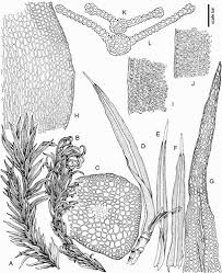 Attēlu rezultāti vaicājumam “Hymenostylium recurvirostrum”