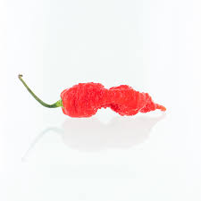 Afbeeldingsresultaat voor red fratali hot pepper