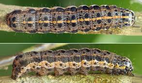 Attēlu rezultāti vaicājumam “Orthosia miniosa imago”