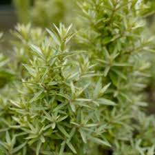 Attēlu rezultāti vaicājumam “Hippophae rhamnoides leaf”