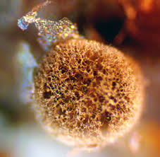 Attēlu rezultāti vaicājumam “Lycogala ustulatum macro”