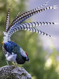 Image result for Chrysolophus amherstiae