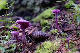 Attēlu rezultāti vaicājumam “Laccaria amethystina”