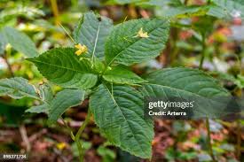 Attēlu rezultāti vaicājumam “Impatiens parviflora leaf”
