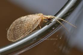 Attēlu rezultāti vaicājumam “Hemerobiidae”