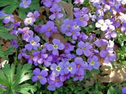 Attēlu rezultāti vaicājumam “Aubrieta deltoidea flower”