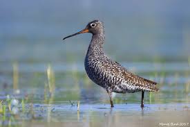 Image result for Tringa erythropus