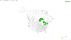 Attēlu rezultāti vaicājumam “Hydrocharis morsus-ranae fruit”