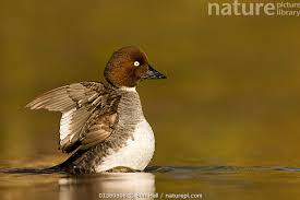 Attēlu rezultāti vaicājumam “Bucephala clangula”