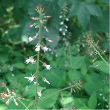 Attēlu rezultāti vaicājumam “Circaea lutetiana”