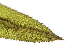 Attēlu rezultāti vaicājumam “Dicranum undulatum”