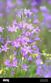 Image result for Campanula patula