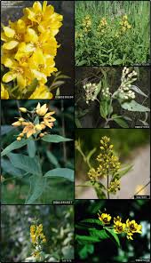 Attēlu rezultāti vaicājumam “Lysimachia vulgaris”