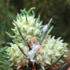 Attēlu rezultāti vaicājumam “Sacchiphantes abietis”