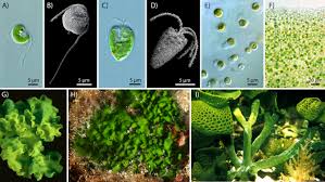 Attēlu rezultāti vaicājumam “Chlorophyta”