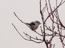 Attēlu rezultāti vaicājumam “Laniidae”