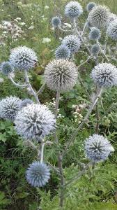 Image result for Echinops spaerocephalus