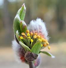 Attēlu rezultāti vaicājumam “Salix x doniana”