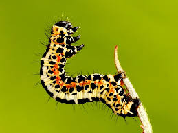 Attēlu rezultāti vaicājumam “Abraxas grossulariata”