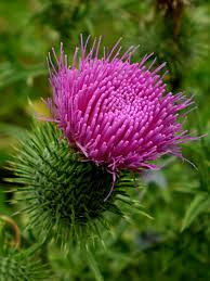 Attēlu rezultāti vaicājumam “Cirsium vulgare flower”