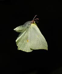 Attēlu rezultāti vaicājumam “Gonepteryx rhamni upperside”
