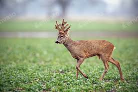 Attēlu rezultāti vaicājumam “Capreolus capreolus”