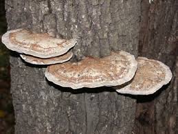 Attēlu rezultāti vaicājumam “Daedaleopsis confragosa”