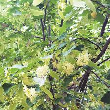 Attēlu rezultāti vaicājumam “Tilia amurensis”