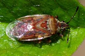 Attēlu rezultāti vaicājumam “Kleidocerys resedae”