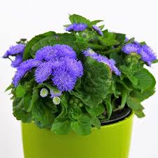 Image result for Leberbalsam