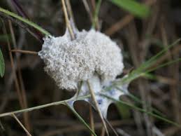 Attēlu rezultāti vaicājumam “Fuligo cinerea”