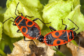 Attēlu rezultāti vaicājumam “Pyrrhocoris apterus imago”