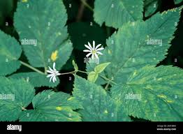 Attēlu rezultāti vaicājumam “Stellaria nemorum leaf”