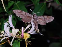 Attēlu rezultāti vaicājumam “Sphinx pinastri”