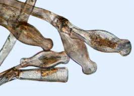 Attēlu rezultāti vaicājumam “Didymium proximum”